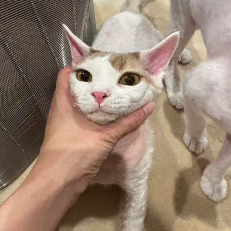 Coco