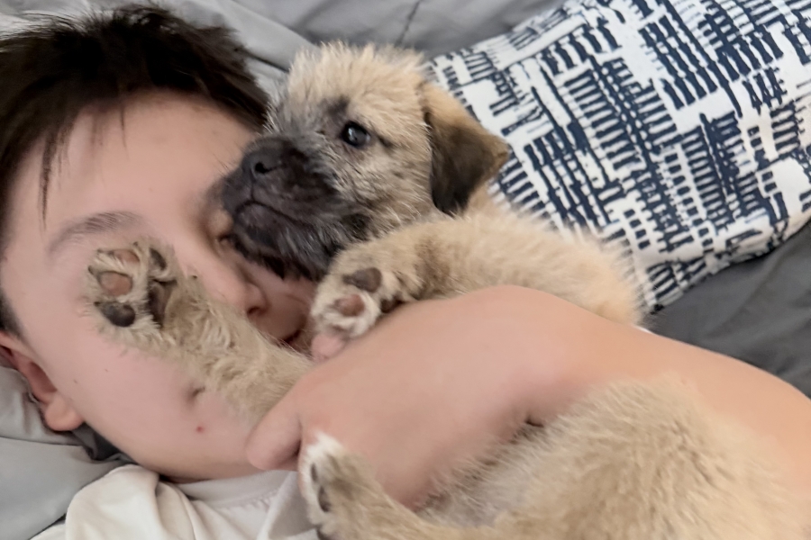 Foster and adoption placeholder image