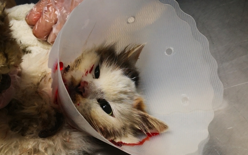 Emergency animal rescue placeholder image