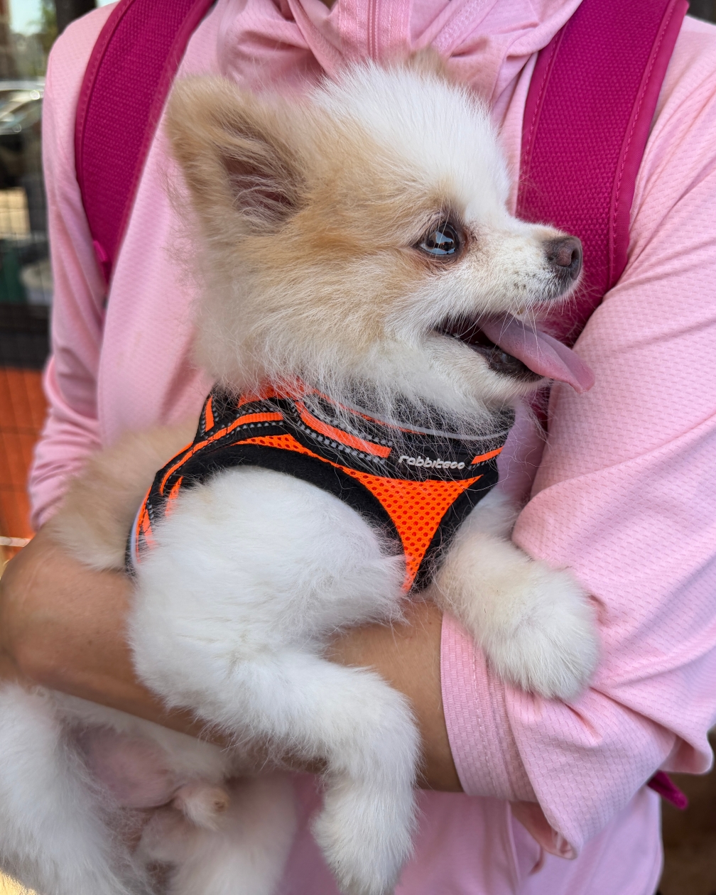 Animal World Foundation rescue animal placeholder image