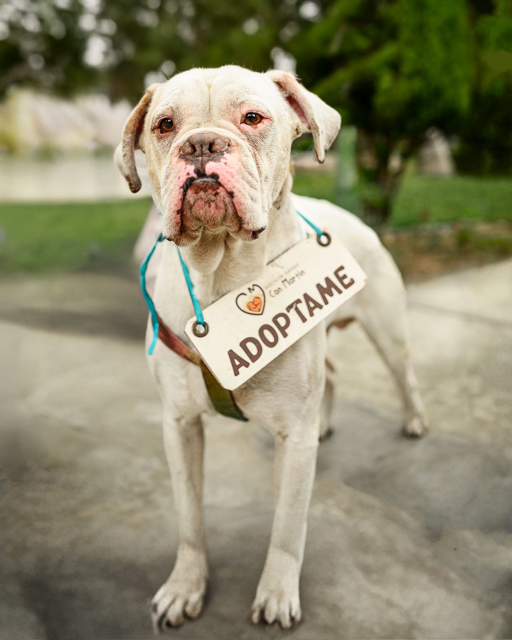 Animal World Foundation rescue animal placeholder image
