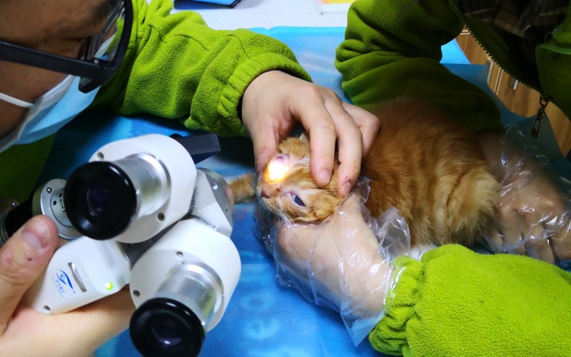 Veterinary treatment placeholder image