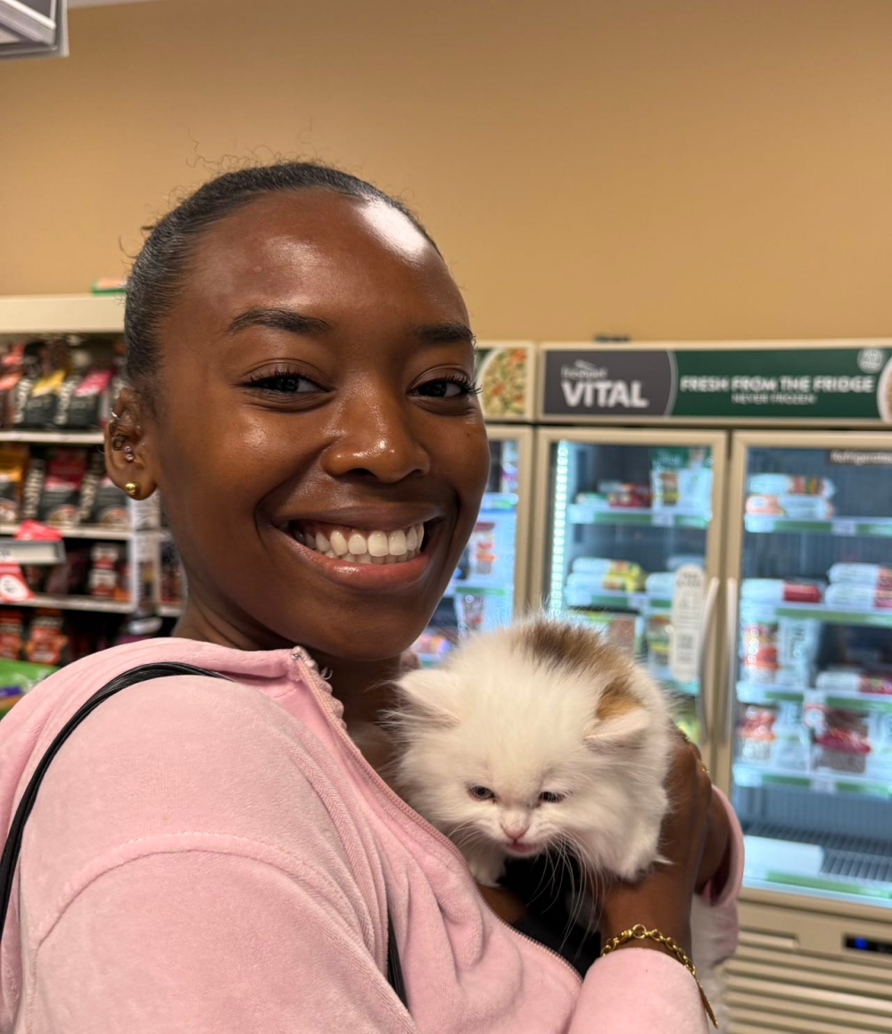 Rescued cat adopted through Animal World Foundation